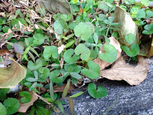 Centella
