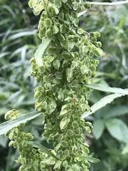 Rumex longifolius