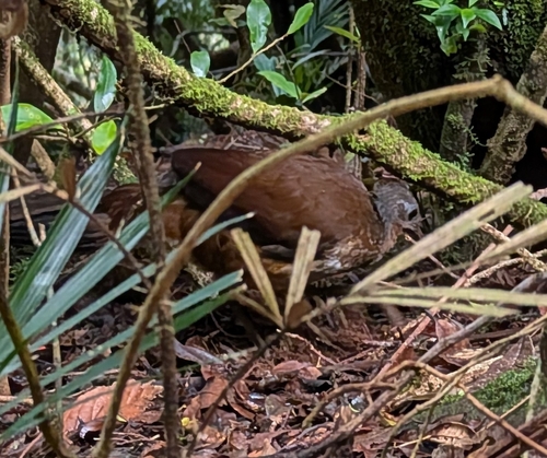 Albert's Lyrebird (Menura alberti), photo 6