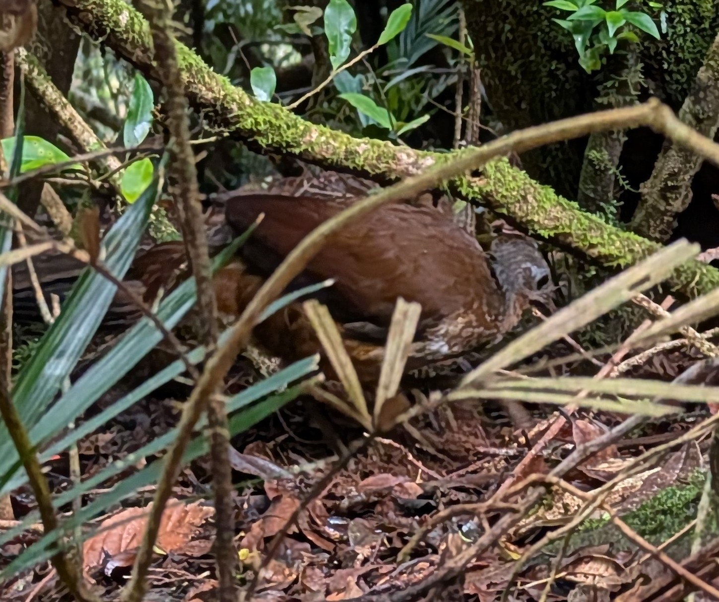 Albert's Lyrebird (Menura alberti), photo 6