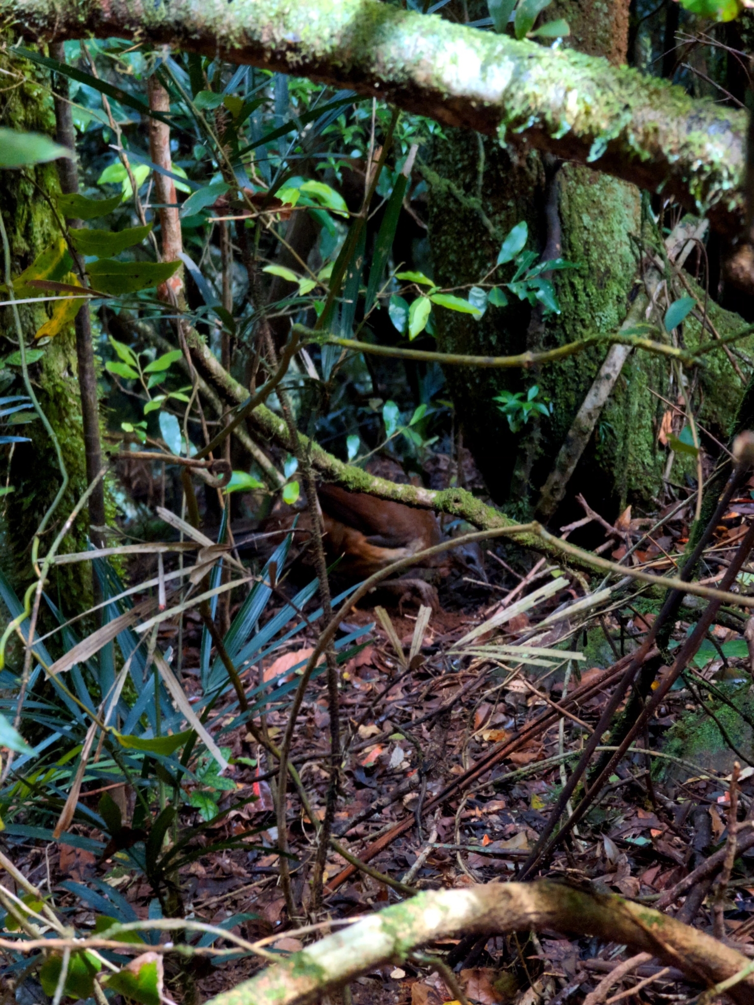 Albert's Lyrebird (Menura alberti), photo 7