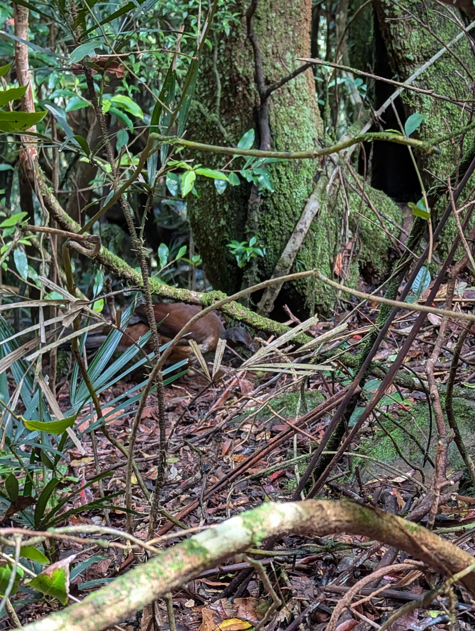 Albert's Lyrebird (Menura alberti), photo 8