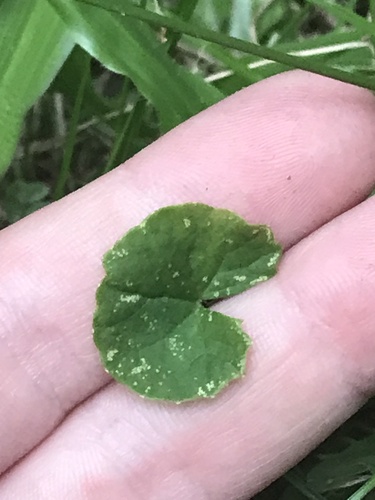 Foto de Centella
