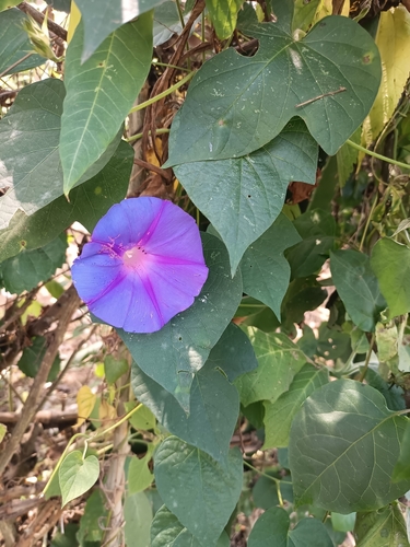 oceanblue morning glory