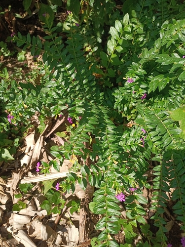 False heather