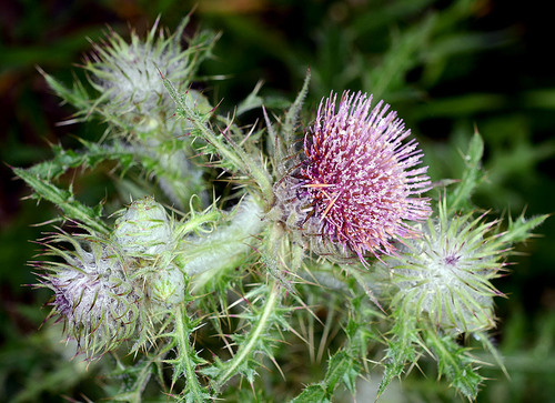 Cirsium edule var. macounii