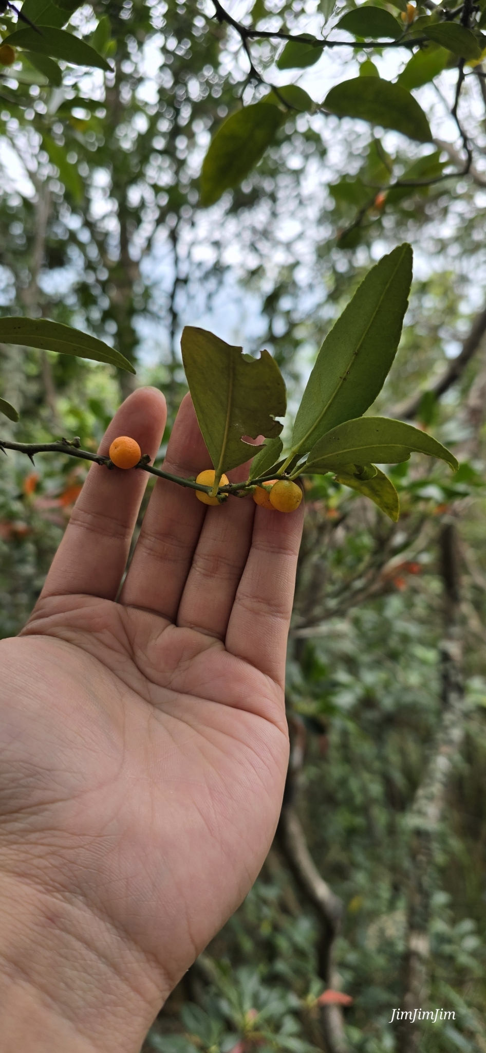 Imagem de Laranja Kinkan