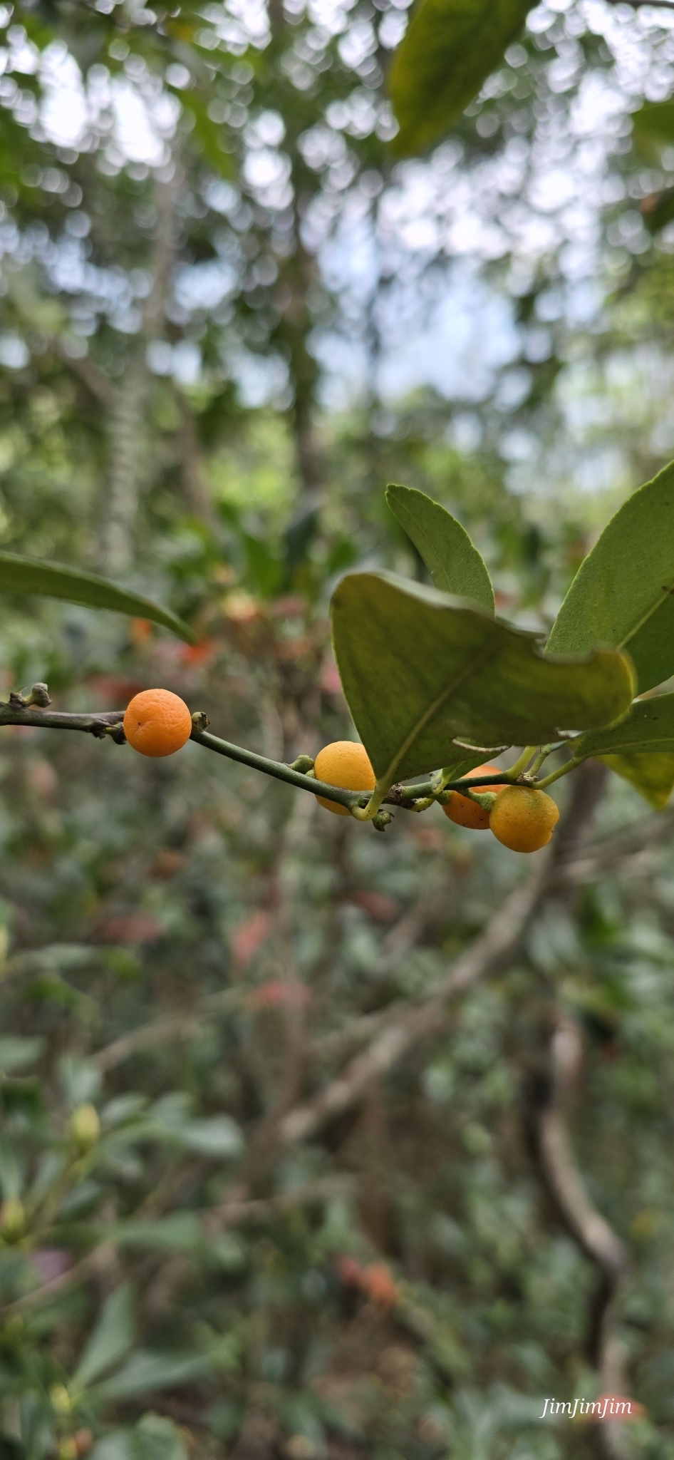 Imagem de Laranja Kinkan