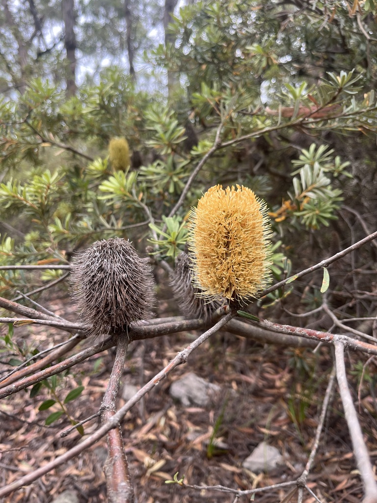 Silver Banksia (Banksia marginata)  iNaturalist
