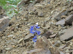 Delphinium brachycentrum