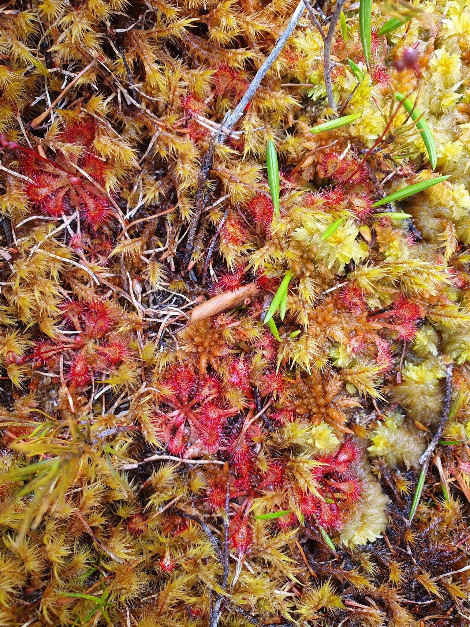 Imagem de Drosera espatulada