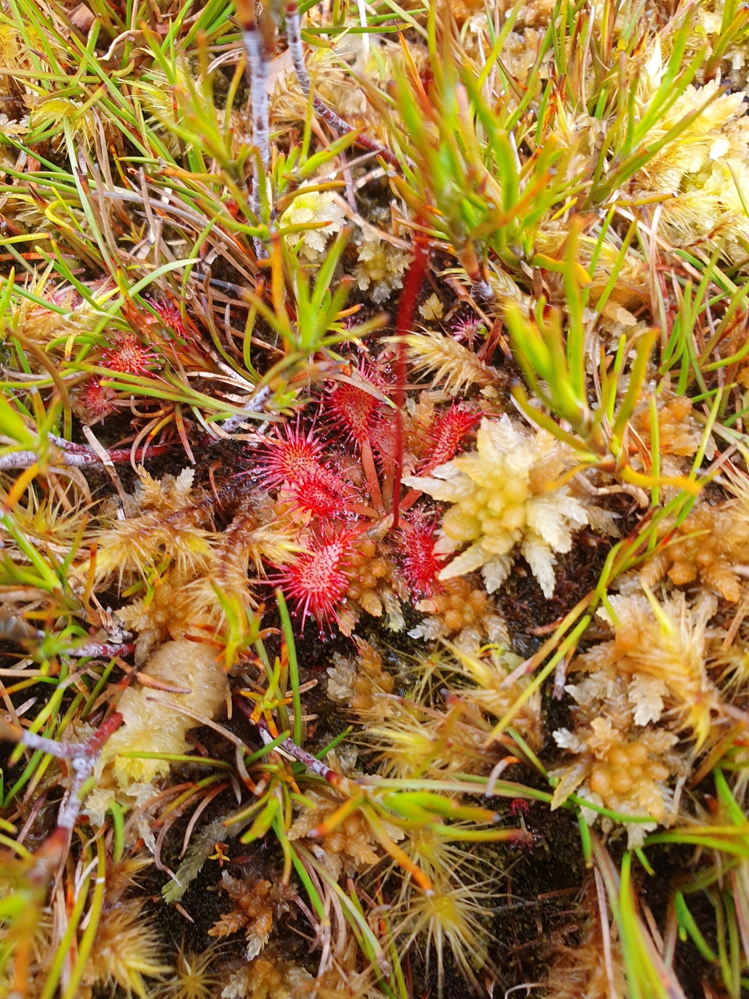 Imagem de Drosera espatulada