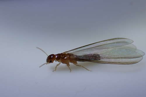 West Indian Drywood Termite photo 6