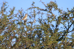Chondestes grammacus