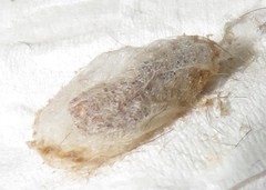 Euproctis hardenbergia