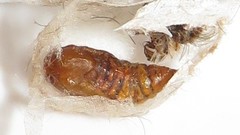 Euproctis hardenbergia