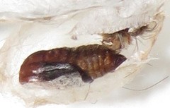 Euproctis hardenbergia