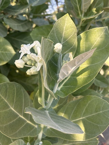 Foto de Flor-de-seda