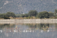 Himantopus mexicanus