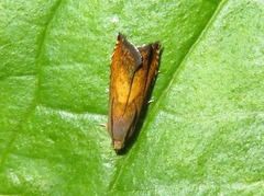 Pammene aurita