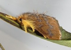 Euproctis hardenbergia