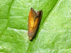 Pammene aurita