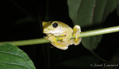 Ptychohyla hypomykter