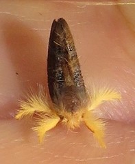 Euproctis hardenbergia