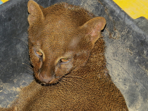 Jaguarundi