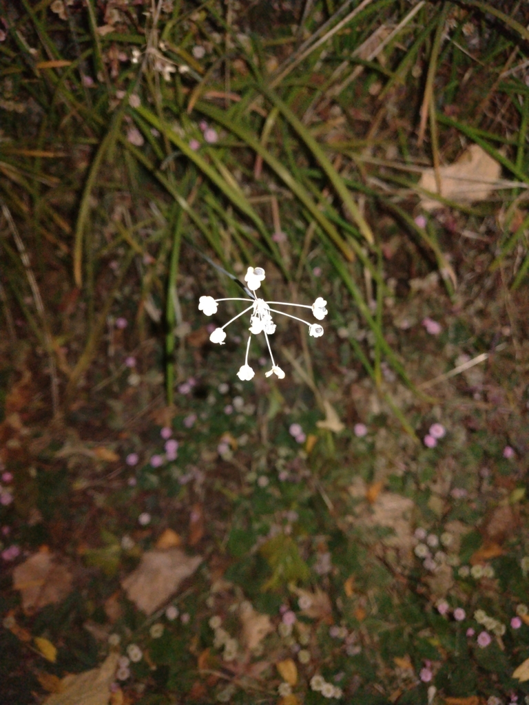 Foto de Cebolinha-chinesa