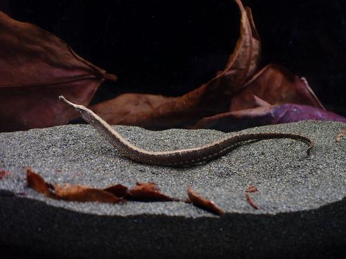 Banded freshwater pipefish (Hippichthys spicifer) — Syngnathidae — 5