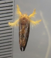 Euproctis hardenbergia