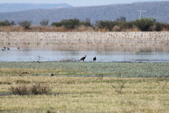 Caracara plancus