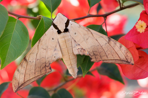 common gliding hawkmoth