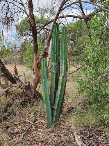 Mandacaru