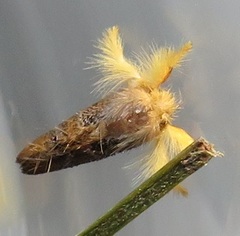 Euproctis hardenbergia