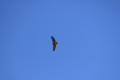 Buteo jamaicensis