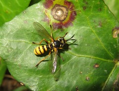 Leopoldius coronatus