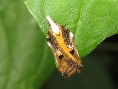 Acleris cristana