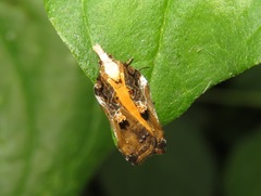Acleris cristana