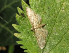 Eupithecia inturbata