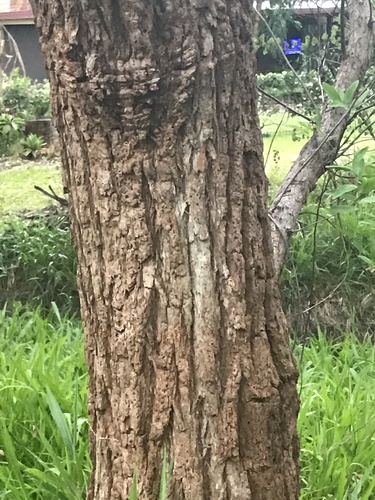 Foto de Eucalipto