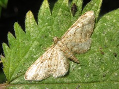 Eupithecia inturbata