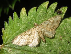 Eupithecia inturbata
