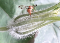 Bactrocera