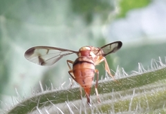 Bactrocera