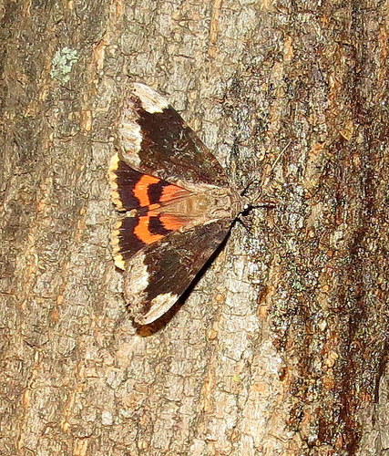 Betrothed Underwing