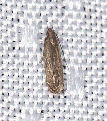 Anacampsini