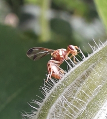 Bactrocera