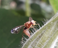 Bactrocera